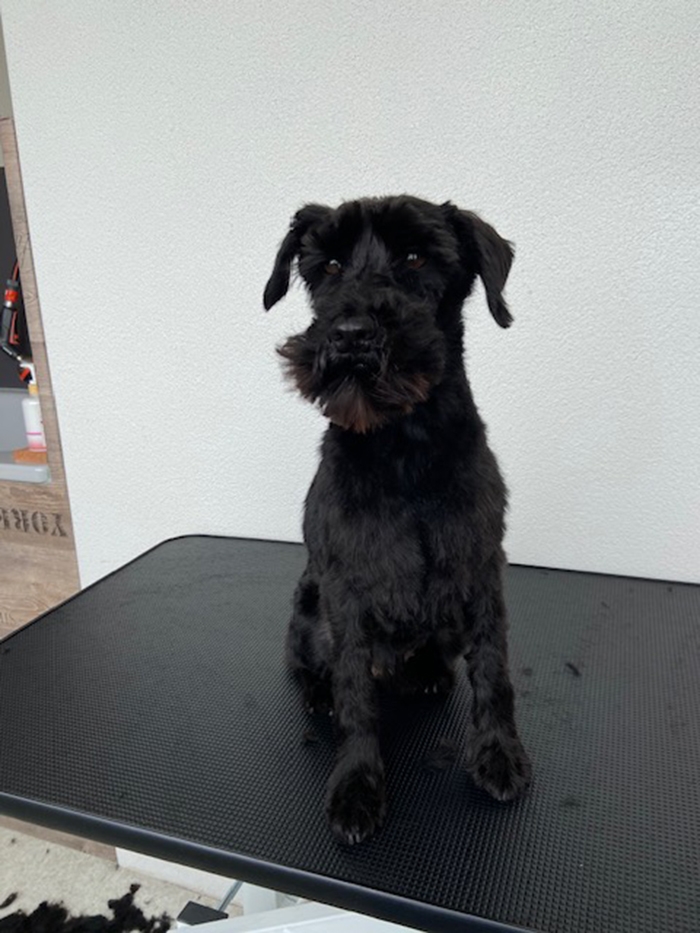 Let's Groom Hundesalon, Nadia Widmer, Industriestrasse 7, 5722 Gränichen