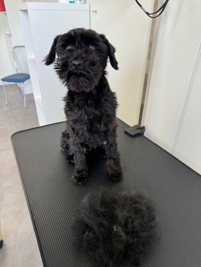 Let's Groom Hundesalon, Nadia Widmer, Industriestrasse 7, 5722 Gränichen