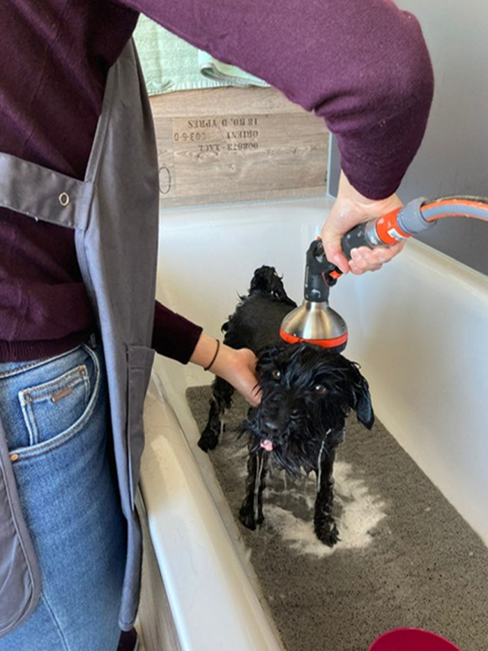 Let's Groom Hundesalon, Nadia Widmer, Industriestrasse 7, 5722 Gränichen